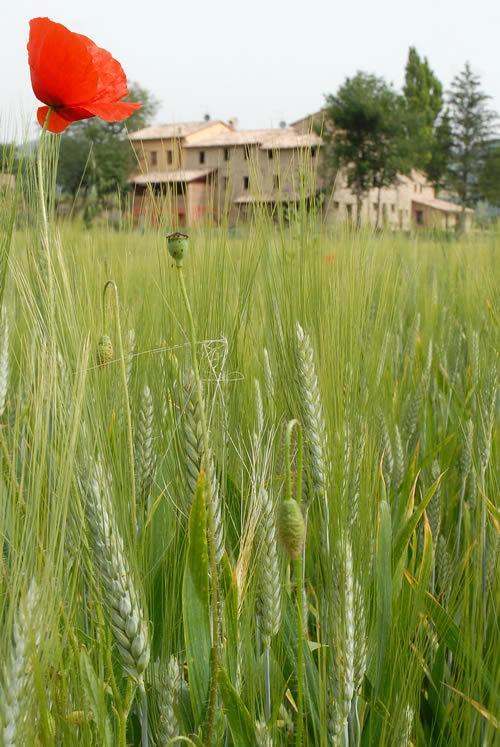 Agriturismo Verziere Villa Fermignano Exteriör bild